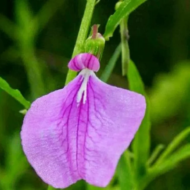 Orithazh Thamarai /Spade Flower Powder (50gm) - image 1