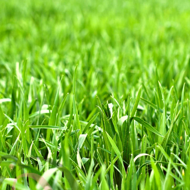 Arugampul Powder / Bermuda grass Powder (50gm) - image 1