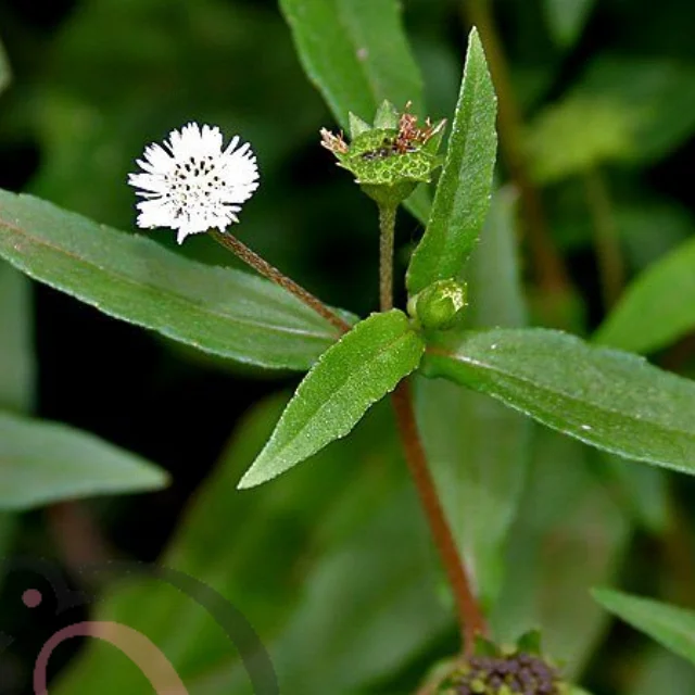 Bhringraj Powder (50gm) - image 1
