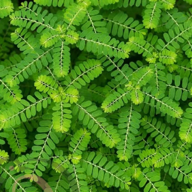 Keelanelli Powder (50gm) - image 1