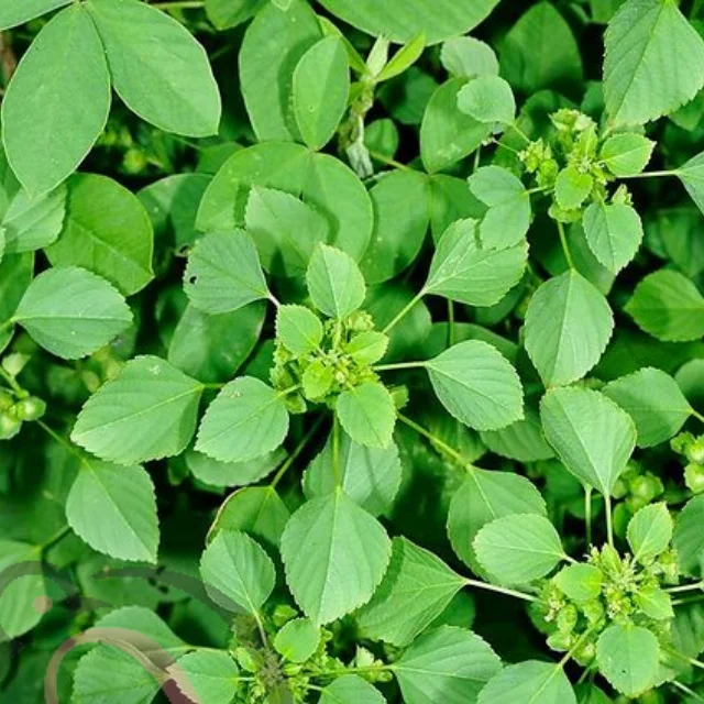 Kuppaimeni Powder / Indian Mercury powder (50gm) - image 1