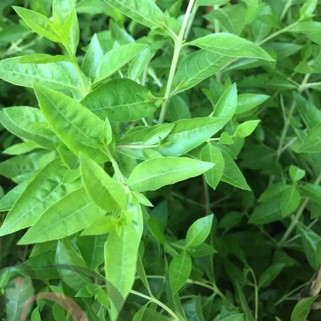 Henna Powder (50gm) - image 1
