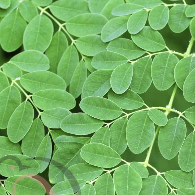 Murungai Leaf / Moringa leave Powder (50gm) - image 1