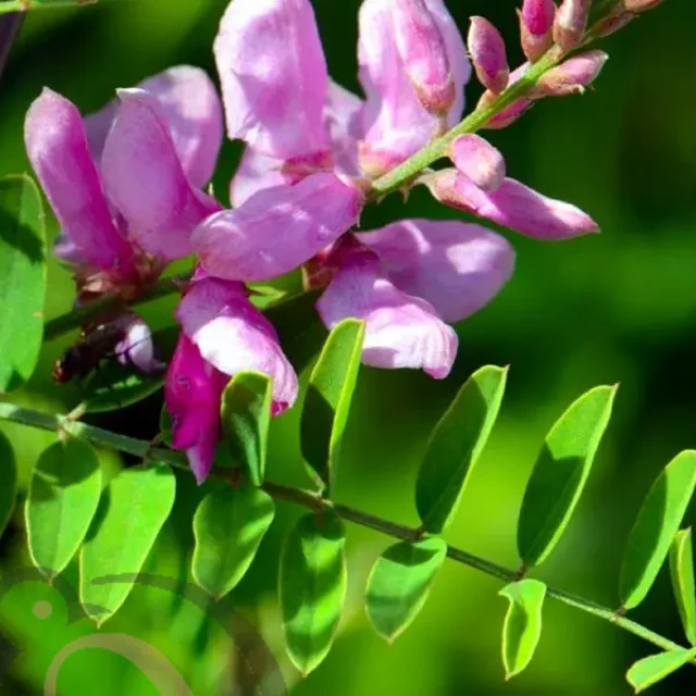 Amla / Gooseberry powder (50gm) - image 1