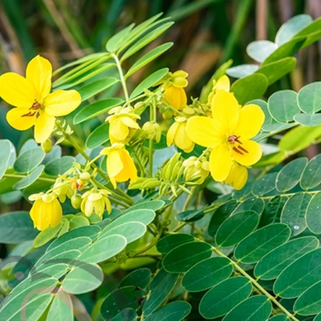 Nilavarai / Senna leaves Powder (50gm) - image 1