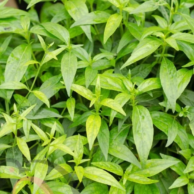 Nilavembu /Green Girayta powder (50gm) - image 1