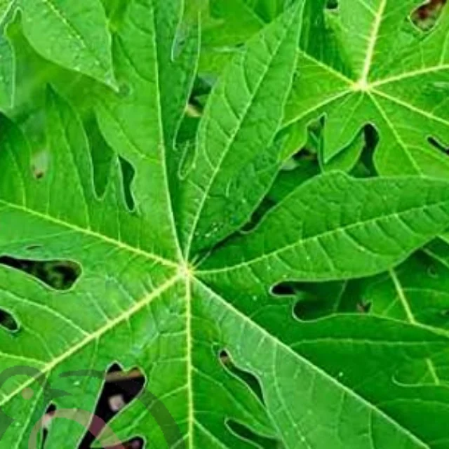 Papaya leaf powder (50gm) - image 1