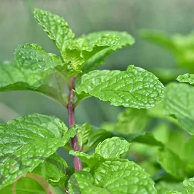 Mint Leaf Powder (50gm) - image 1