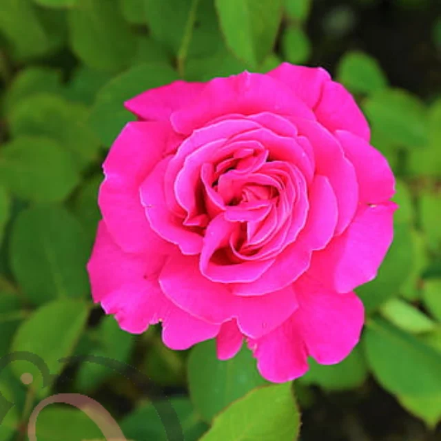 Rose Powder (50gm) - image 1