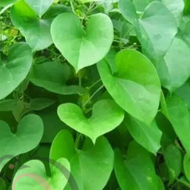 Seenthil powder (50gm) - image 1