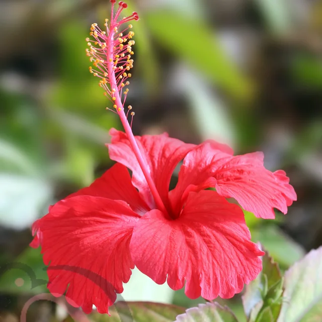 Hibiscus powder (50gm) - image 1
