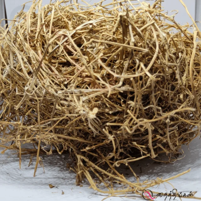 Peypudal Root / Miracle Root - image 1