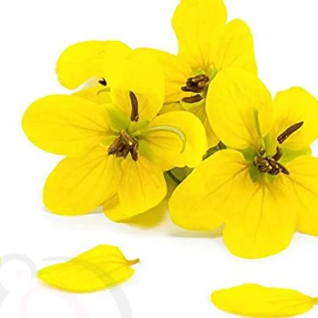 Avarampoo Powder(50gm) - image 1